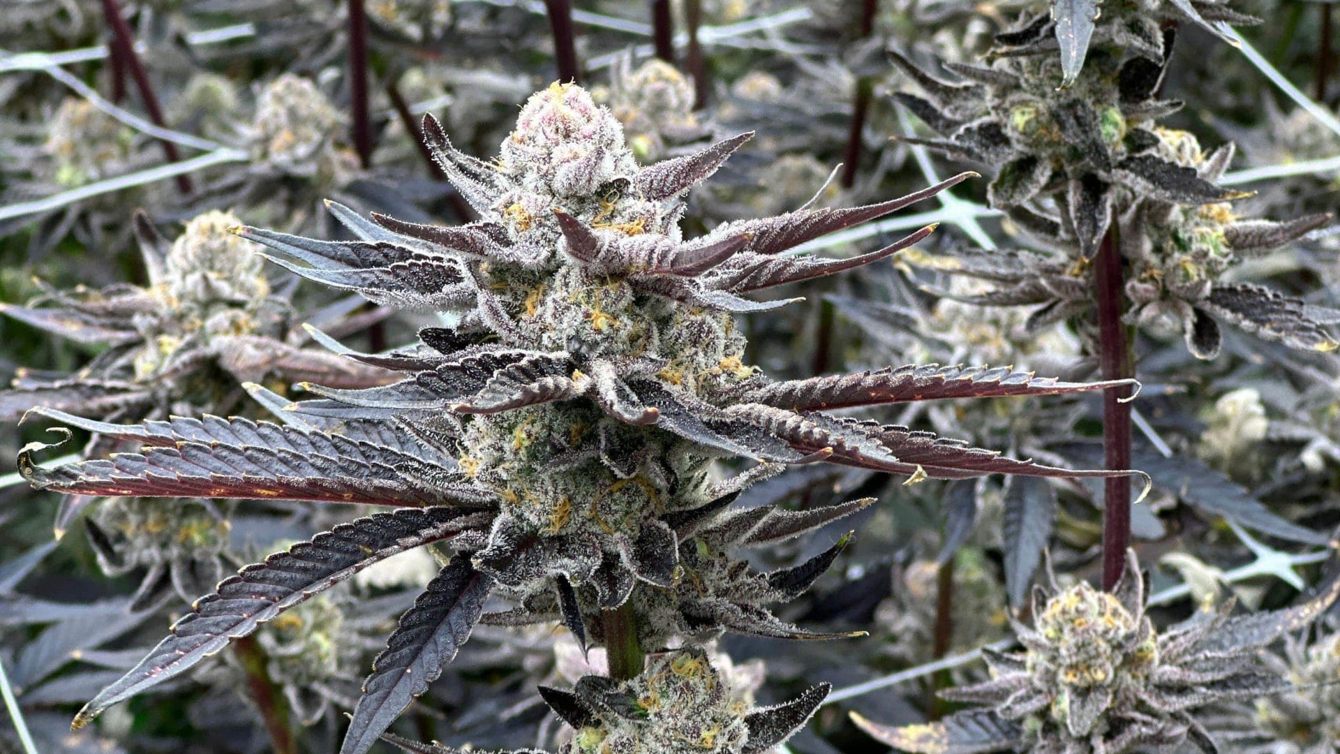 Medical Cannabis Slide 4